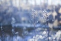 Close-up snow-covered flowers on blurred winter background or texture Royalty Free Stock Photo