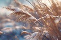 Close-up of snow-covered grasses Ai photo Royalty Free Stock Photo