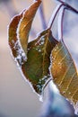 Close Up Snow Covered Leaves Royalty Free Stock Photo