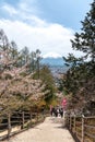 Close-up snow covered Mount Fuji Mt. Fuji with blue sky background in sakura cherry blossoms