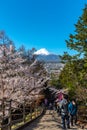 Close-up snow covered Mount Fuji Mt. Fuji with clear dark blue sky background in sakura cherry blossoms