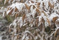 close up snow covered orange alder leaves snowfall winter background Royalty Free Stock Photo