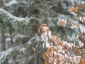 Close up snow covered orange alder leaves and spruce tree branch Royalty Free Stock Photo