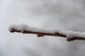 Close-up of a snow-covered peach tree branch. The snow covers the flowers. Snow and peach flowers. Branches of flowering Royalty Free Stock Photo
