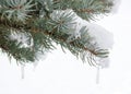 Close up of snow covered pine branches with icicles in a ghostly winter fog Royalty Free Stock Photo