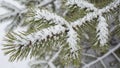 A snow covered pine tree branch displaying clusters of slender Royalty Free Stock Photo