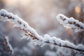 Close up of snow covered pine tree branches in winter forest