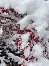 Close-up of a snow-covered plant with red berries