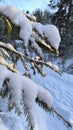 Close up of a snow covered spruce branch with sunlight Royalty Free Stock Photo