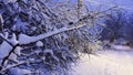 Close up of snow-covered tree branches illuminated by street lamp at evening time. View on country snowy road at winter Royalty Free Stock Photo