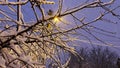 Close up of snow-covered tree branches illuminated by street lamp at evening time. View on country snowy road at winter Royalty Free Stock Photo