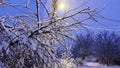 Close up of snow-covered tree branches illuminated by street lamp at evening time. View on country snowy road at winter Royalty Free Stock Photo