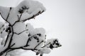 Close-up of snow-covered trees and branches on the background of a blizzard and blizzard with a soft rear angle