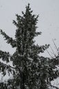 Close-up of snow-covered trees and branches on the background of a blizzard and blizzard with a soft rear angle.