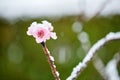 Close-up of Snow Covering Branch of a Blossoming Peach