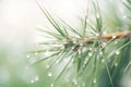 close-up of snow crystals on a pine needle