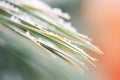 close-up of snow crystals on a pine needle