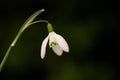 Close up of snow drop flower Royalty Free Stock Photo