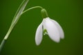 Close up of snow drop flower