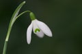 Close up of snow drop flower