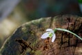 Close up of snow drop flower