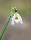 Close up of snow drop Royalty Free Stock Photo