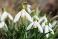 Snowdrops close up