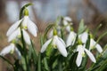 Snowdrops with water drops