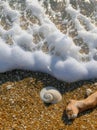 Close-up of Snow and Frost Covering Seashells and Sand on a Beach in an Unexpected Winter Setting Royalty Free Stock Photo