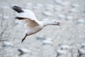 Close-up of Snow Goose Landing in Lake Royalty Free Stock Photo