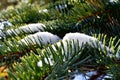 Close up of Snow on green Pine Tree branch during Winter in Transylvania. Royalty Free Stock Photo