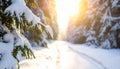 Close-up of snow-laden pine branches with a sunlit winter forest path sunlight Royalty Free Stock Photo