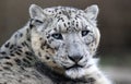 Close-up of a Snow leopard Royalty Free Stock Photo