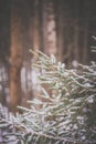 Pine tree detail in winter Royalty Free Stock Photo