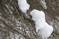 Close up on snow on tree branch in winter Royalty Free Stock Photo
