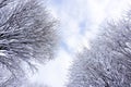 Close up of snow on tree Christmas winter background Thuja tree green branch covered with snow in winter park alley. Christmas