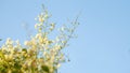 Close up snow vine or Cascading flowers blooming with sky background
