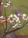 Close up of snowberries in north Idaho