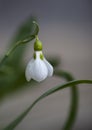 Close up of snowdrop