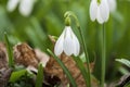 A close-up of snowdrop flower