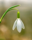 Close-up of a snowdrop flower with white petals