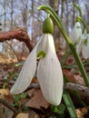 close-up of snowdrop flower, in the woods