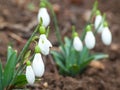 Close up snowdrop flowers