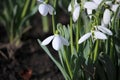 Close up of snowdrop flowers Royalty Free Stock Photo