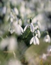 Close up of snowdrop flowers