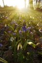 Close-up of the snowdrop and lpine squill sunset