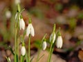 Close up of snowdrops growing on the forest floor - galanthus Royalty Free Stock Photo
