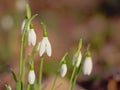 Close up of snowdrops growing on the forest floor - galanthus Royalty Free Stock Photo