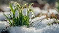 Close-Up of Snowdrops Growing in Snow Royalty Free Stock Photo