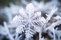 close-up of a snowflake-covered pine cone in winter Royalty Free Stock Photo